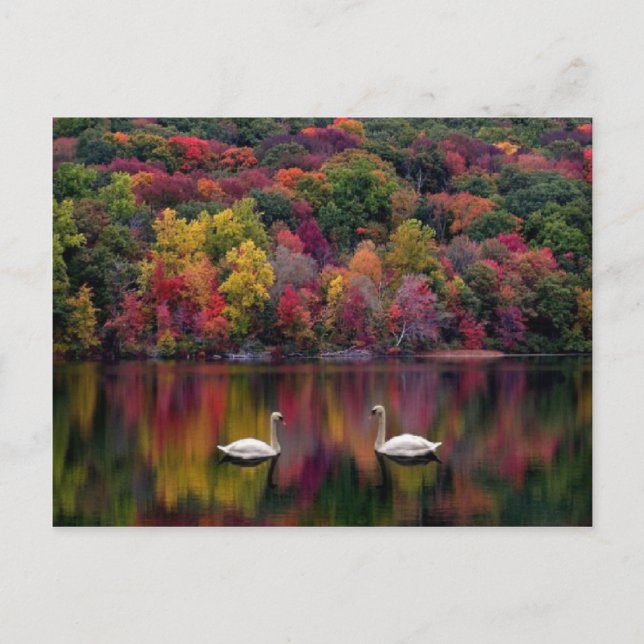 Carte postale du lac des cygnes (Devant)