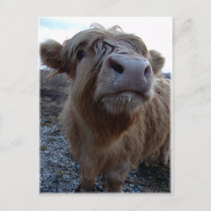 Carte Postale du lait ? !