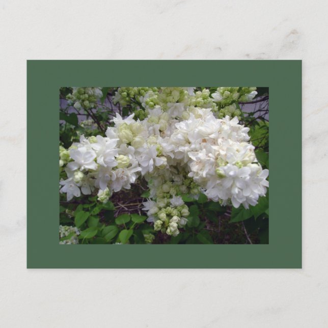 Carte postale du lilas blanc (Devant)