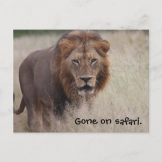 Carte postale du lion
