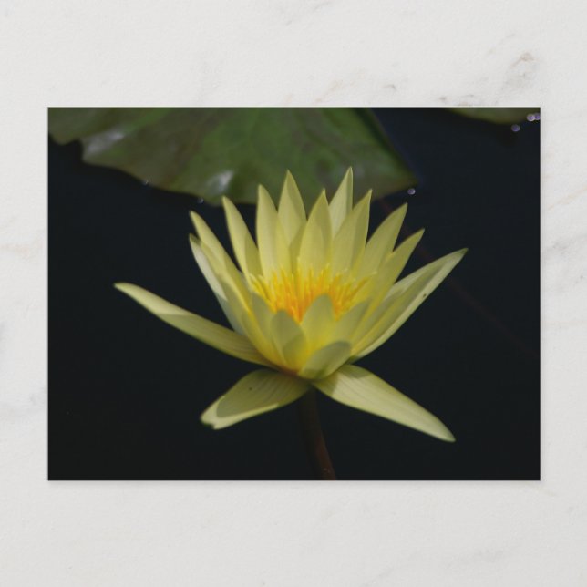 Carte postale du Lotus d'eau jaune (Devant)