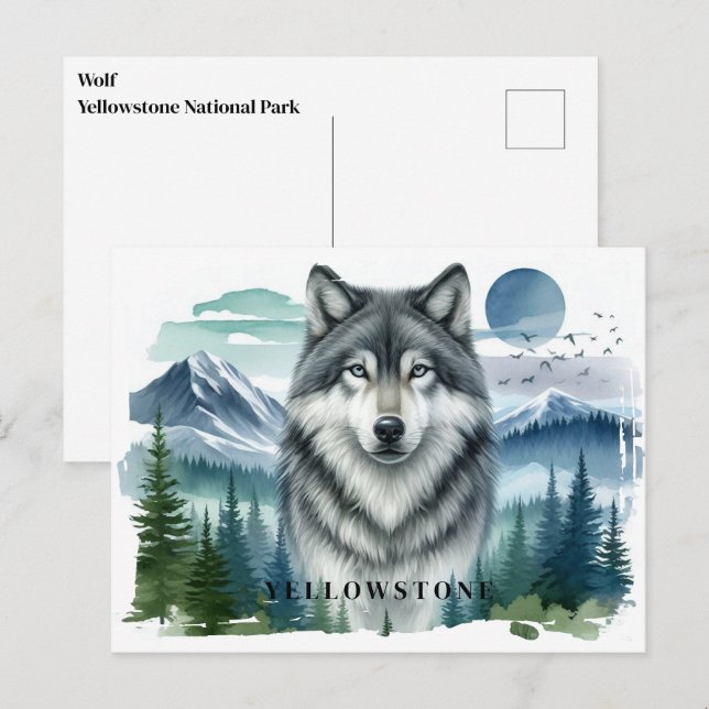 Carte postale du loup de Yellowstone (Devant / Derrière)