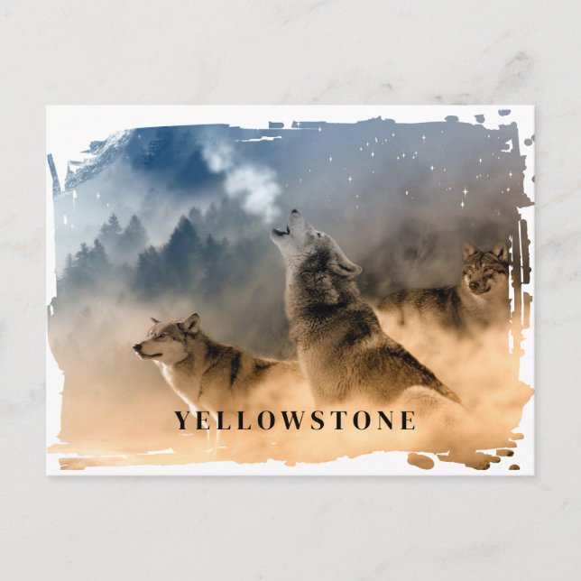 Carte postale du loup de Yellowstone (Devant)