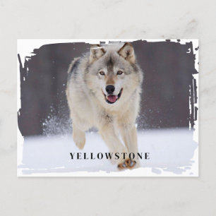 Carte postale du loup de Yellowstone