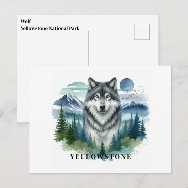 Carte postale du loup de Yellowstone (Devant / Derrière)
