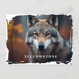 Carte postale du loup de Yellowstone