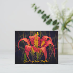 Carte postale du lys des pins de Floride