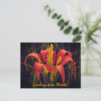 Carte postale du lys des pins de Floride