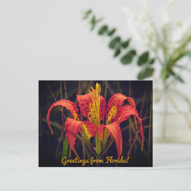 Carte postale du lys des pins de Floride (Debout devant)