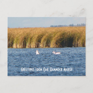 Carte postale du marais d'Oak Hammock