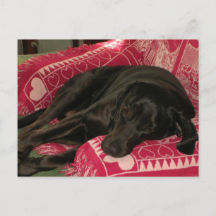 Carte Postale du mignon chien 'Souhaite que tu soi