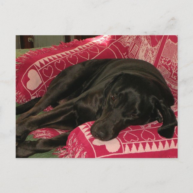 Carte Postale du mignon chien 'Souhaite que tu soi (Devant)