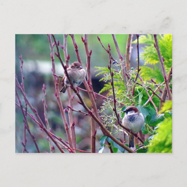 Carte postale du moineau de la maison (Devant)