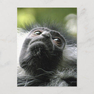 Carte postale du Monkey Colobus Rwanda