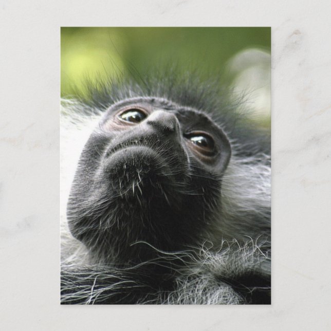 Carte postale du Monkey Colobus Rwanda (Devant)