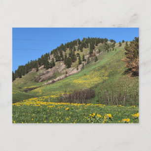 Carte postale du mont Otis
