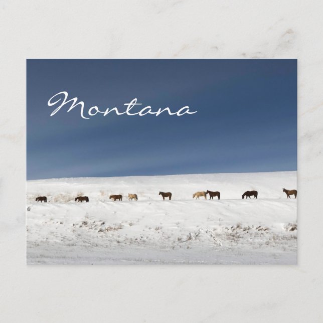 Carte postale du Montana (Devant)