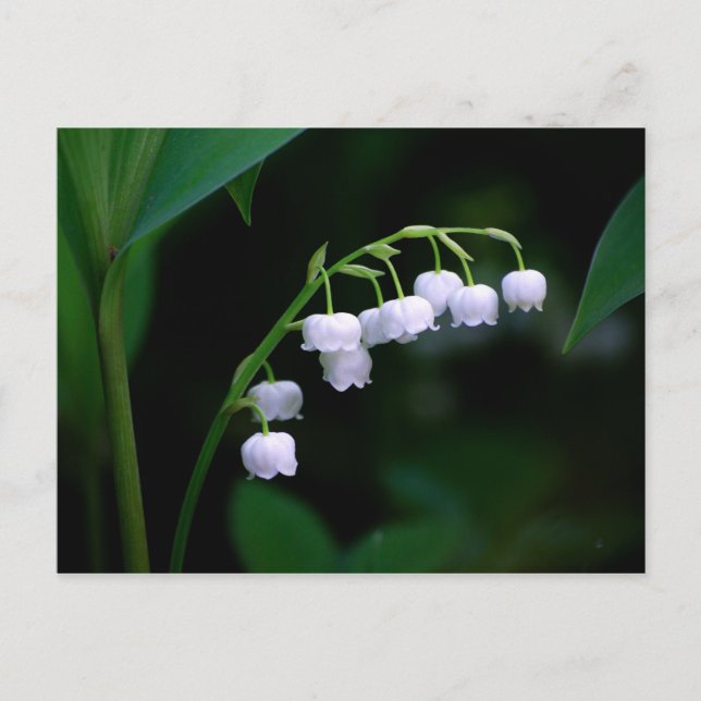 Carte postale du muguet (Devant)