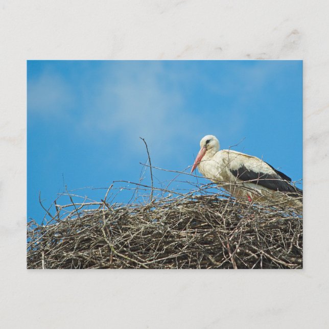 Carte postale du nid de Stork (Devant)