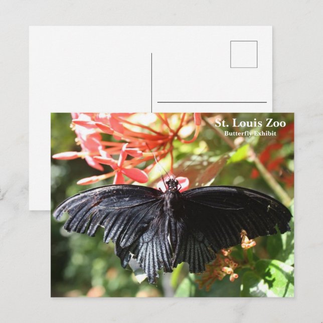 Carte postale du papillon du zoo de St. Louis (Devant / Derrière)