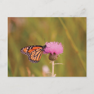 Carte postale du papillon monarque