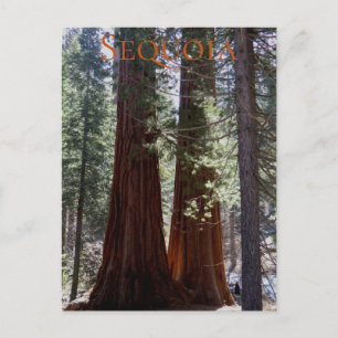 Carte postale du parc national de Sequoia