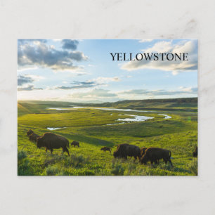 Carte postale du parc national Yellowstone