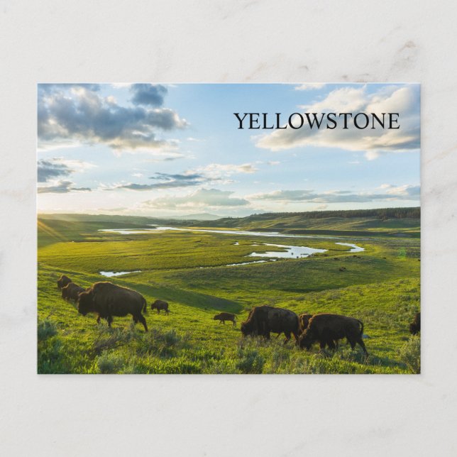 Carte postale du parc national Yellowstone (Devant)