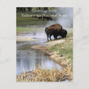 Carte postale du parc national Yellowstone