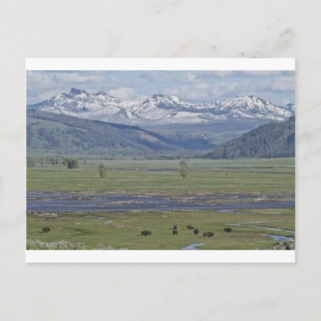 Carte postale du parc national Yellowstone (Devant)