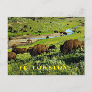 Carte postale du parc national Yellowstone