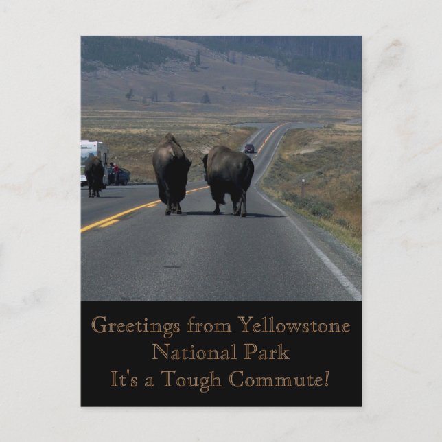 Carte postale du parc national Yellowstone (Devant)
