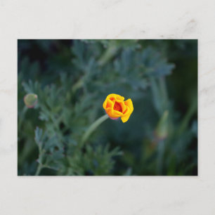Carte postale du pavot de Californie rêveur