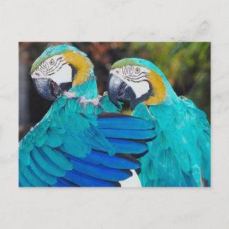 Carte postale du perroquet jumeau