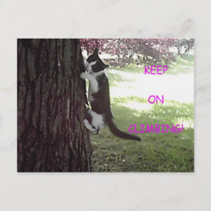 Carte postale du petit chaton dans le grand arbre