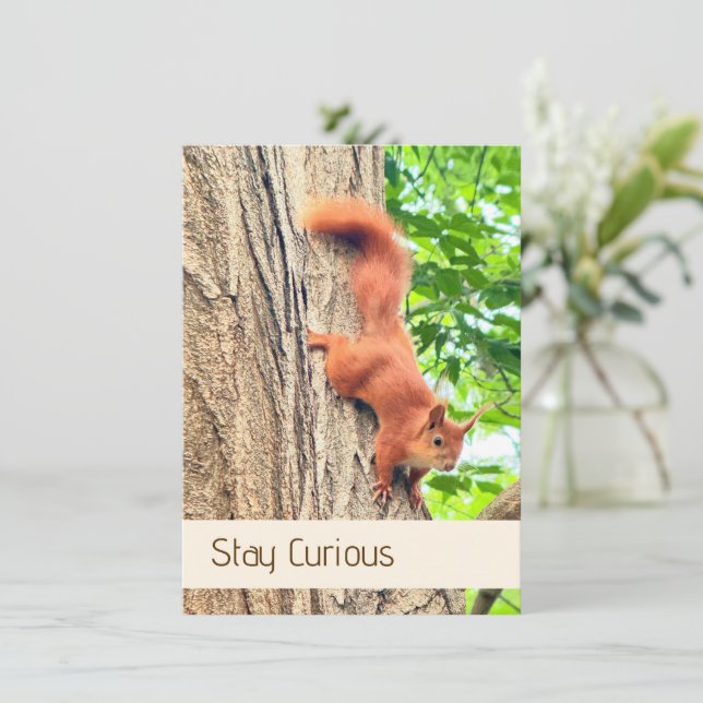 Carte postale du petit écureuil rouge curieux (Debout devant)