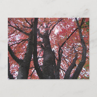 Carte postale du point de vue d'Ali