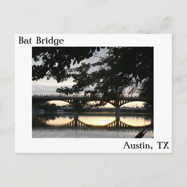 Carte postale du pont de la chauve-souris à Austin (Devant)