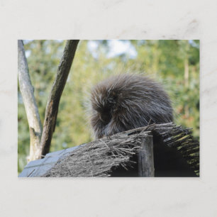 Carte postale du porc-épic dormant
