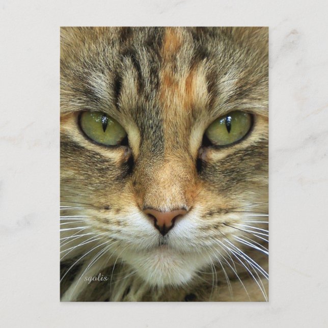 Carte postale du portrait de chat tigré (Devant)