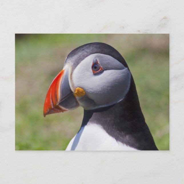 Carte postale du portrait de macareux (Devant)