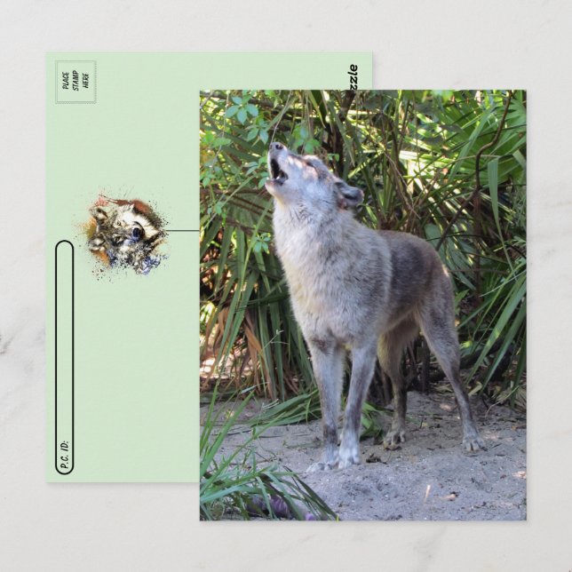 Carte postale du poste-poste de Howling Wolf (Devant / Derrière)