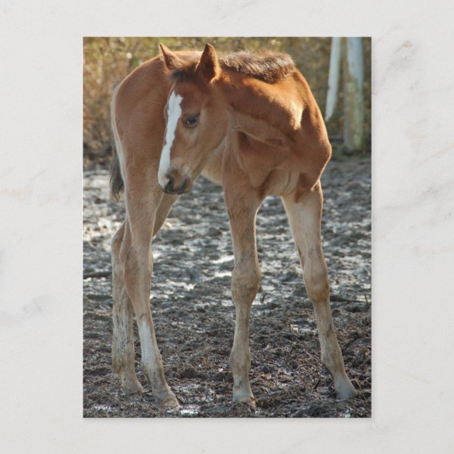 Carte postale du poulain (Devant)