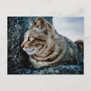 Carte postale du profil d'un chat tigré sur une pi