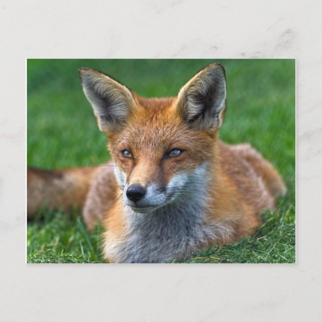 Carte postale du renard roux (Devant)