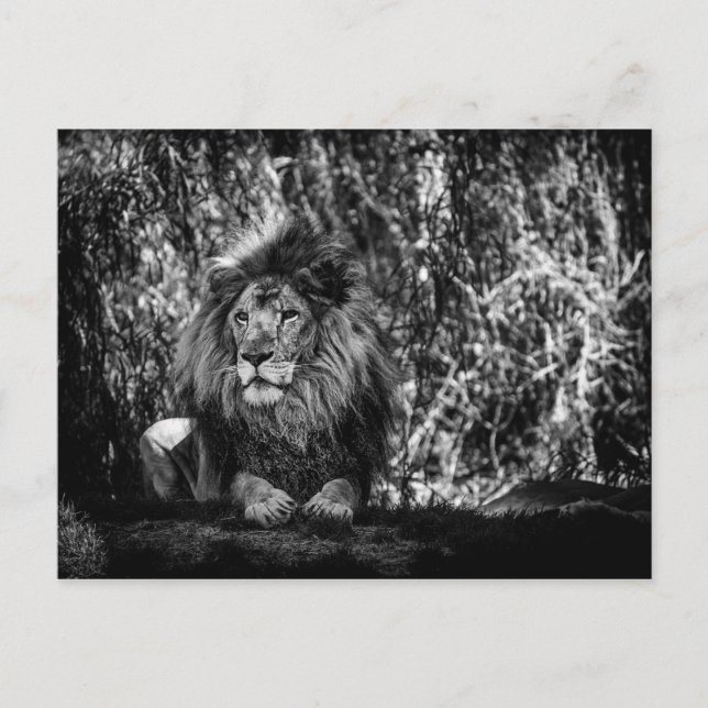 Carte postale du roi de la jungle (Devant)