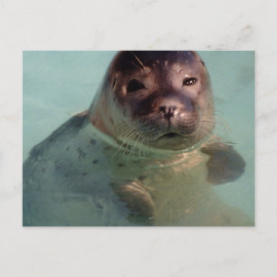 Carte postale du sceau du port