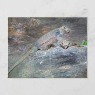 Carte postale du socle de tête de Chuckwalla
