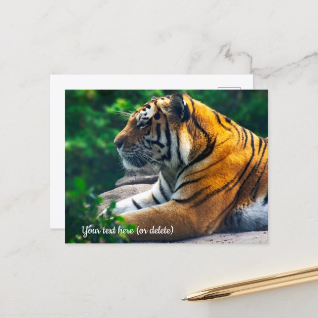 Carte postale du tigre de l'Amour (Devant/Arrière en situation)