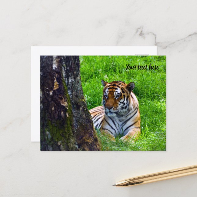 Carte postale du tigre de l'Amour (Devant/Arrière en situation)